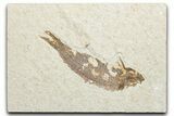 Bargain, Fossil Fish (Knightia) - Wyoming #346038-1